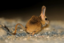 Arap Tavşanı Türleri ve Özellikleri Arap Tavşanı Türleri ve Özellikleri