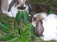 Ev Tavşanı Türleri ve Özellikleri Ev Tavşanı Türleri ve Özellikleri