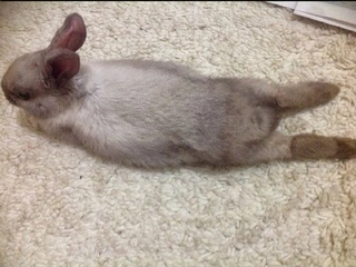 Tavşan Kuyruğu Özellikleri ve Faydaları Nelerdir? Tavşan Kuyruğu Özellikleri ve Faydaları Nelerdir?