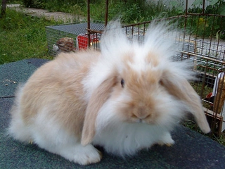 Hollanda Lop Tavşanı Türleri ve Özellikleri