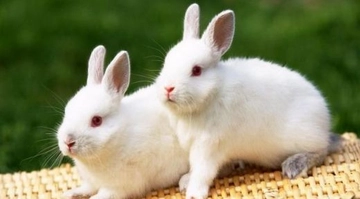 Rüyada Tavşan Kesmek Rüya Yorumu ve Anlamı Rüyada Tavşan Kesmek Rüya Yorumu ve Anlamı