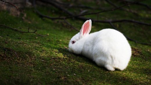 Beyaz Tavşan Türleri ve Özellikleri