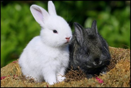 Tavşanın Özellikleri